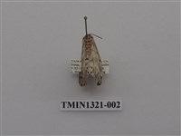 藏品(尺蠖蛾科)的圖片